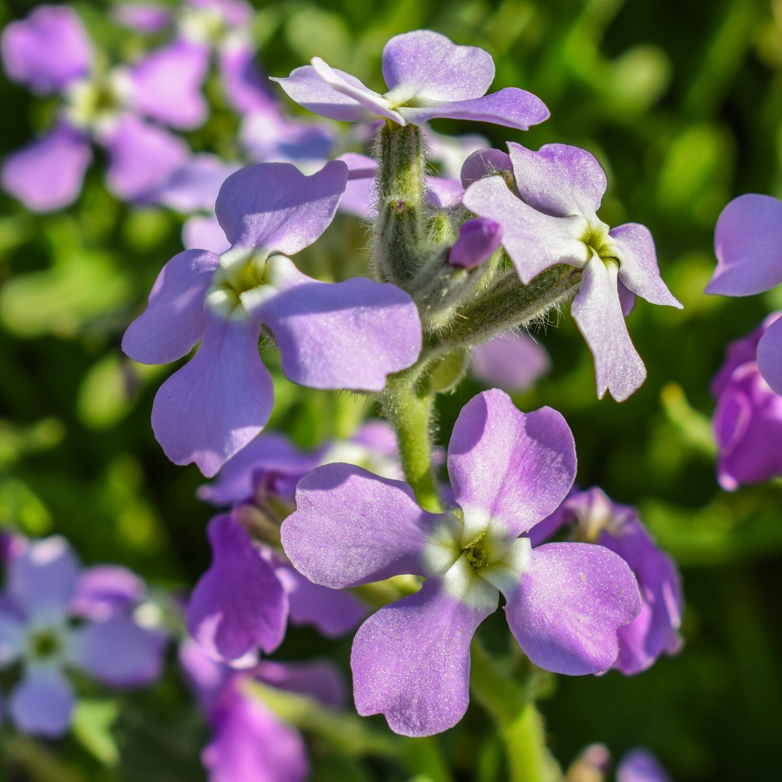 Nikon D3300 sample photo. Matthiola tricuspidata, wildflower, purple photography