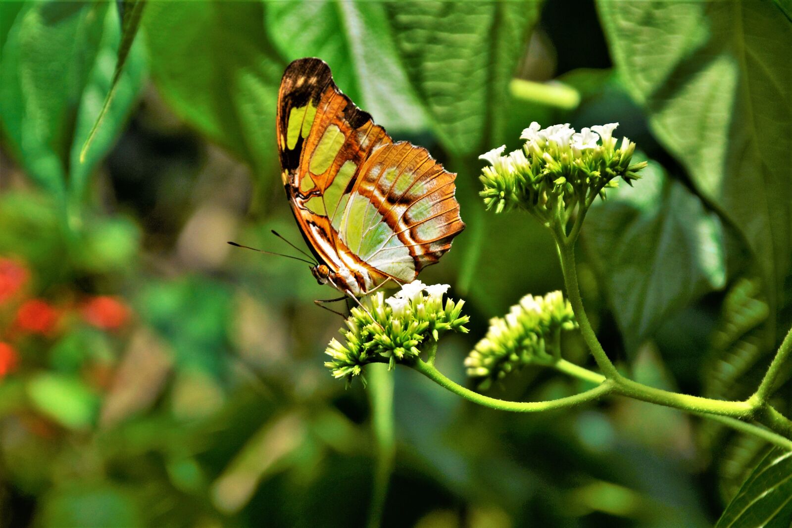 Nikon D7100 sample photo. Butterfly, tropical, large photography