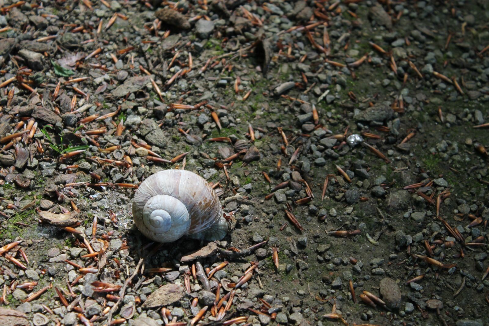 Canon EOS 1100D (EOS Rebel T3 / EOS Kiss X50) sample photo. Snail, shell, snail shells photography
