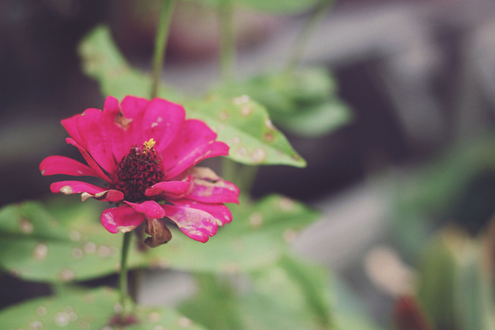 Canon EOS 500D (EOS Rebel T1i / EOS Kiss X3) + Canon EF 50mm F1.8 II sample photo. Flower photography