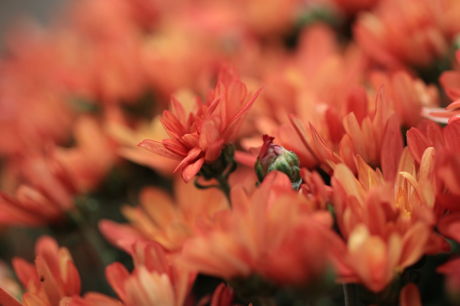 Canon EF 100mm F2.8L Macro IS USM sample photo. Chrysanthemum, flowers, flora photography
