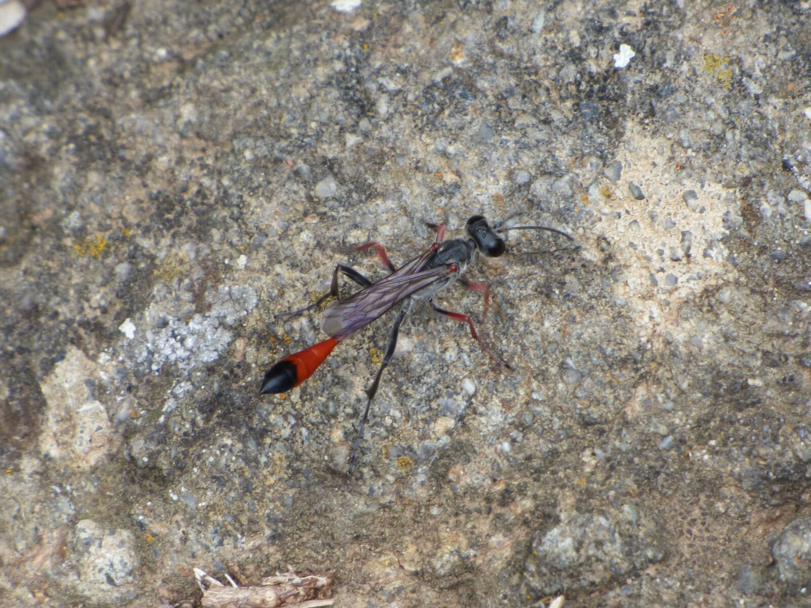 Panasonic Lumix DMC-FZ70 sample photo. Ammophila sabulosa, wasp, strange photography