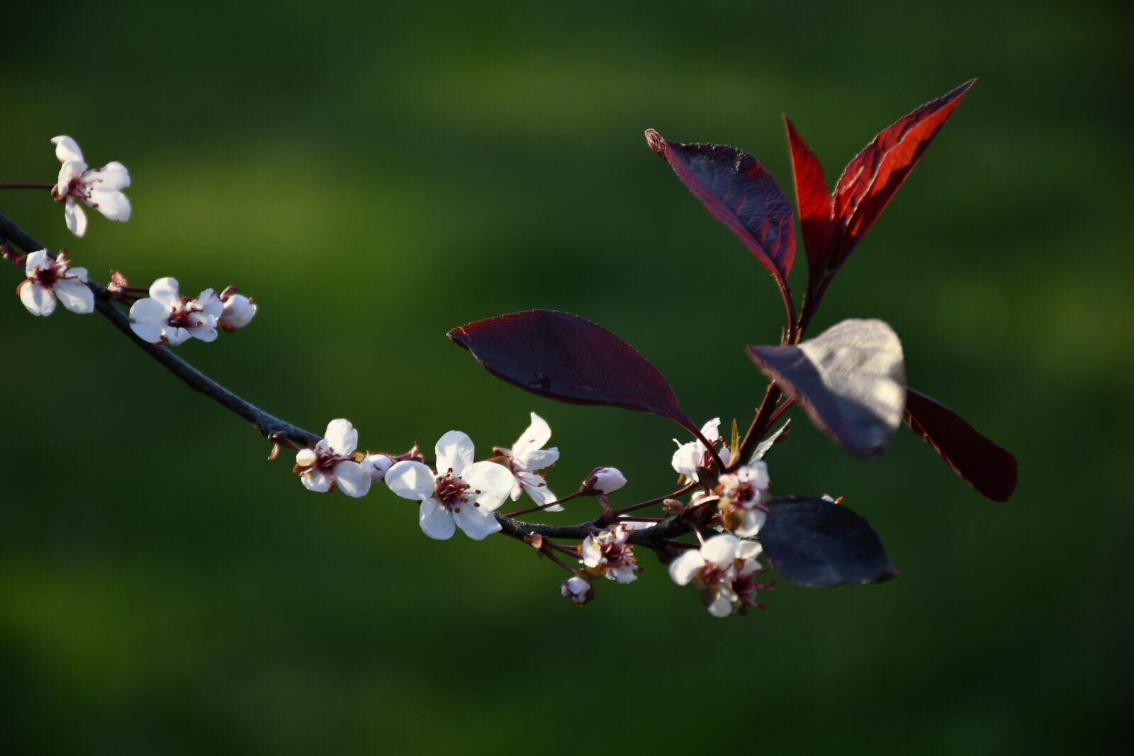 Nikon D7500 sample photo. Flowers, plant, park photography