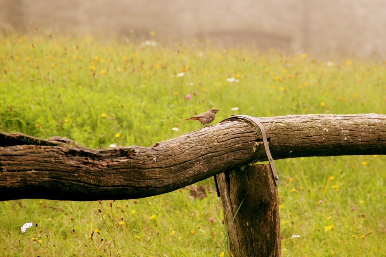 Canon EOS 1200D (EOS Rebel T5 / EOS Kiss X70 / EOS Hi) sample photo. Bird, rotschwaenzchen, fence photography