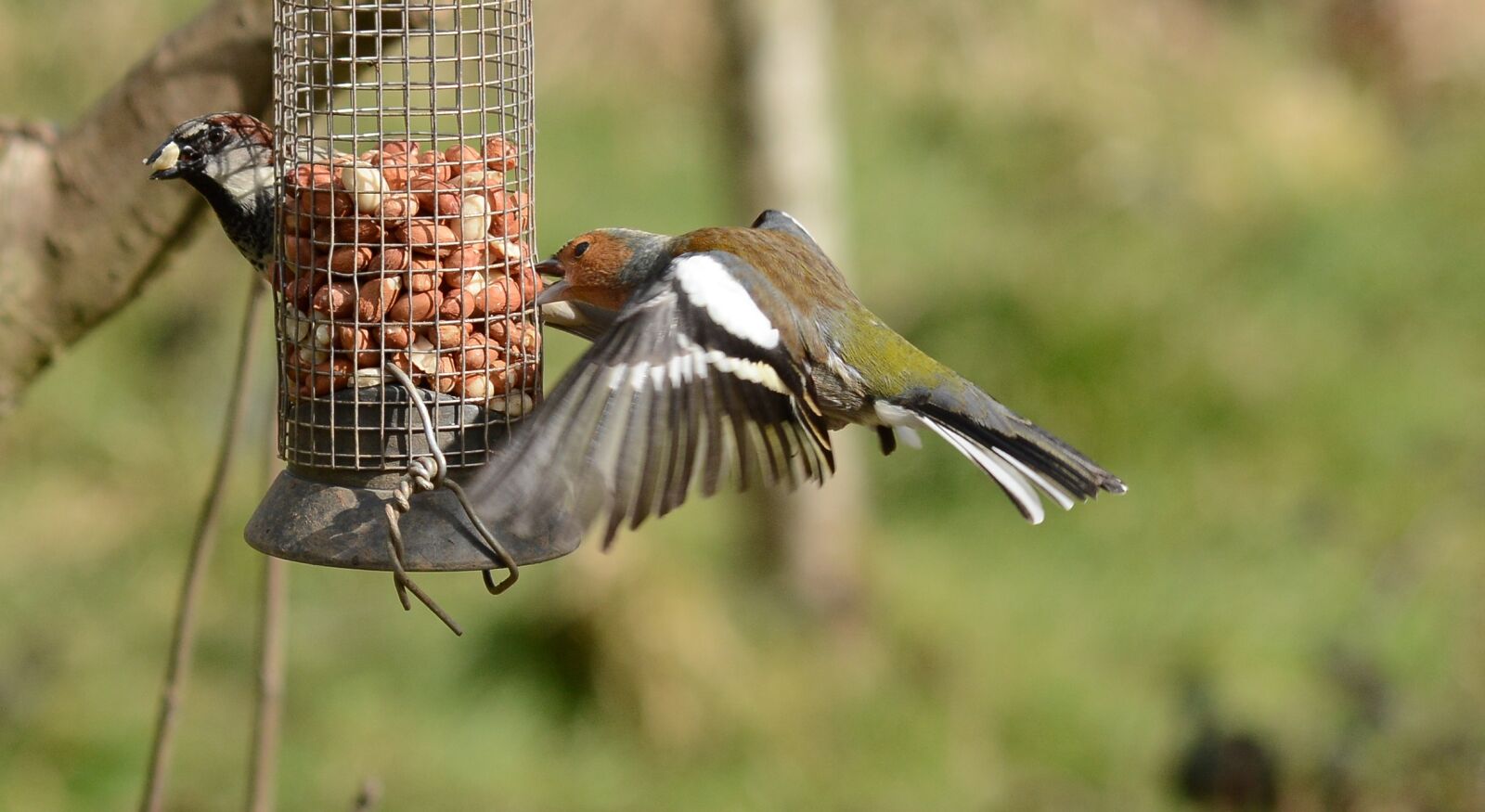 Nikon D7100 sample photo. Bird, wildlife, nature photography