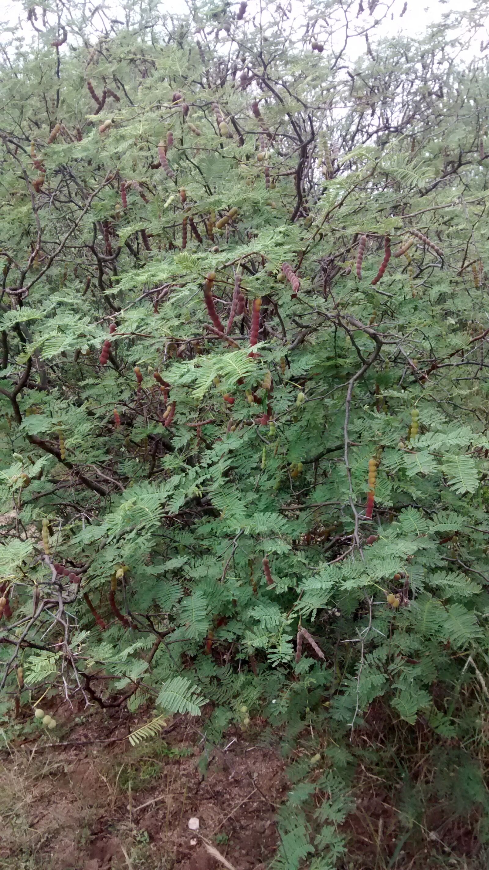Motorola XT1032 sample photo