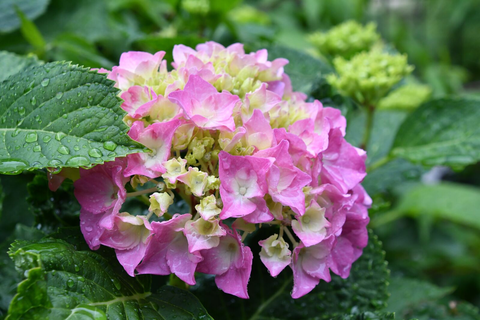 Nikon D500 sample photo. Hydrangea, rainy season in photography