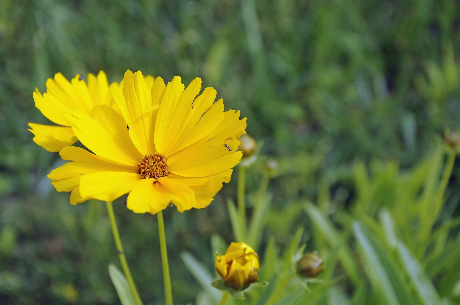 Nikon D90 sample photo. Flower, yellow, yellow flower photography