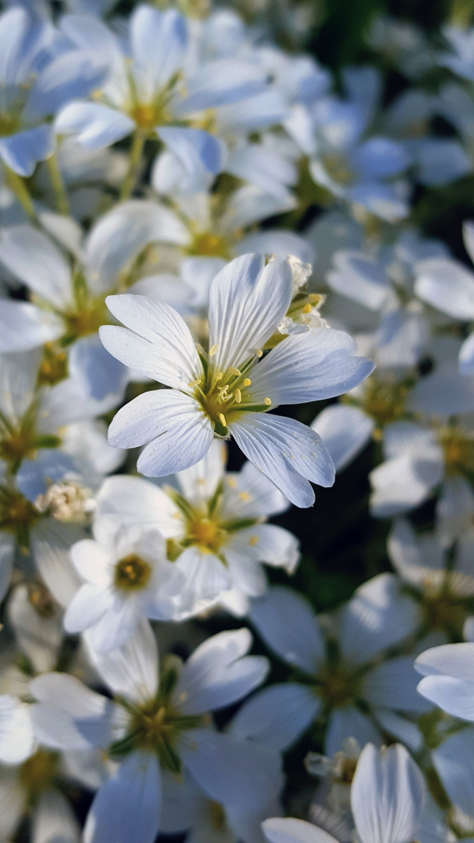 Samsung GALAXY S6 edge sample photo. White flower, garden photography