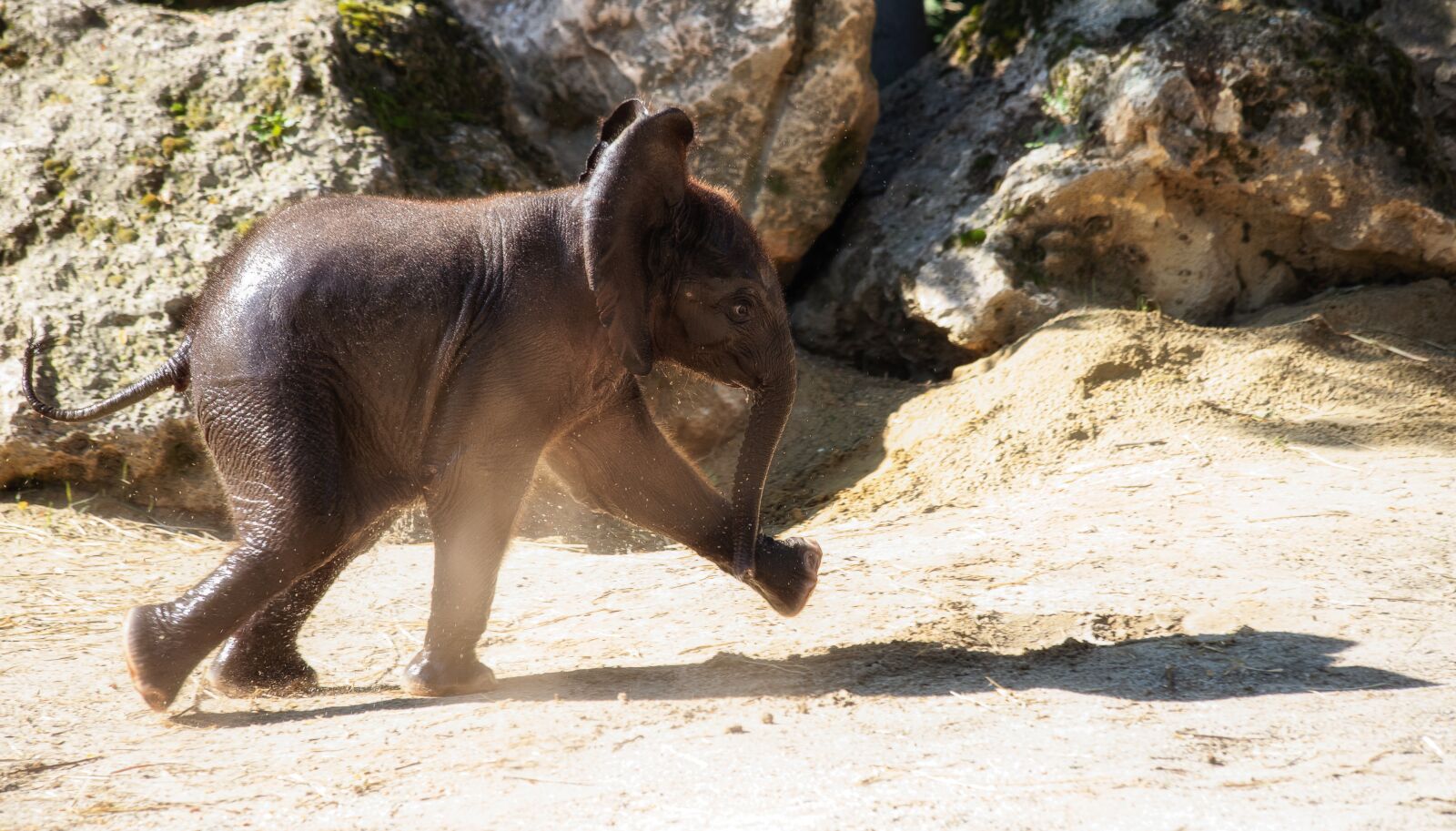 Canon EF 70-300mm F4-5.6 IS USM sample photo. Elephant, mammal, animal photography