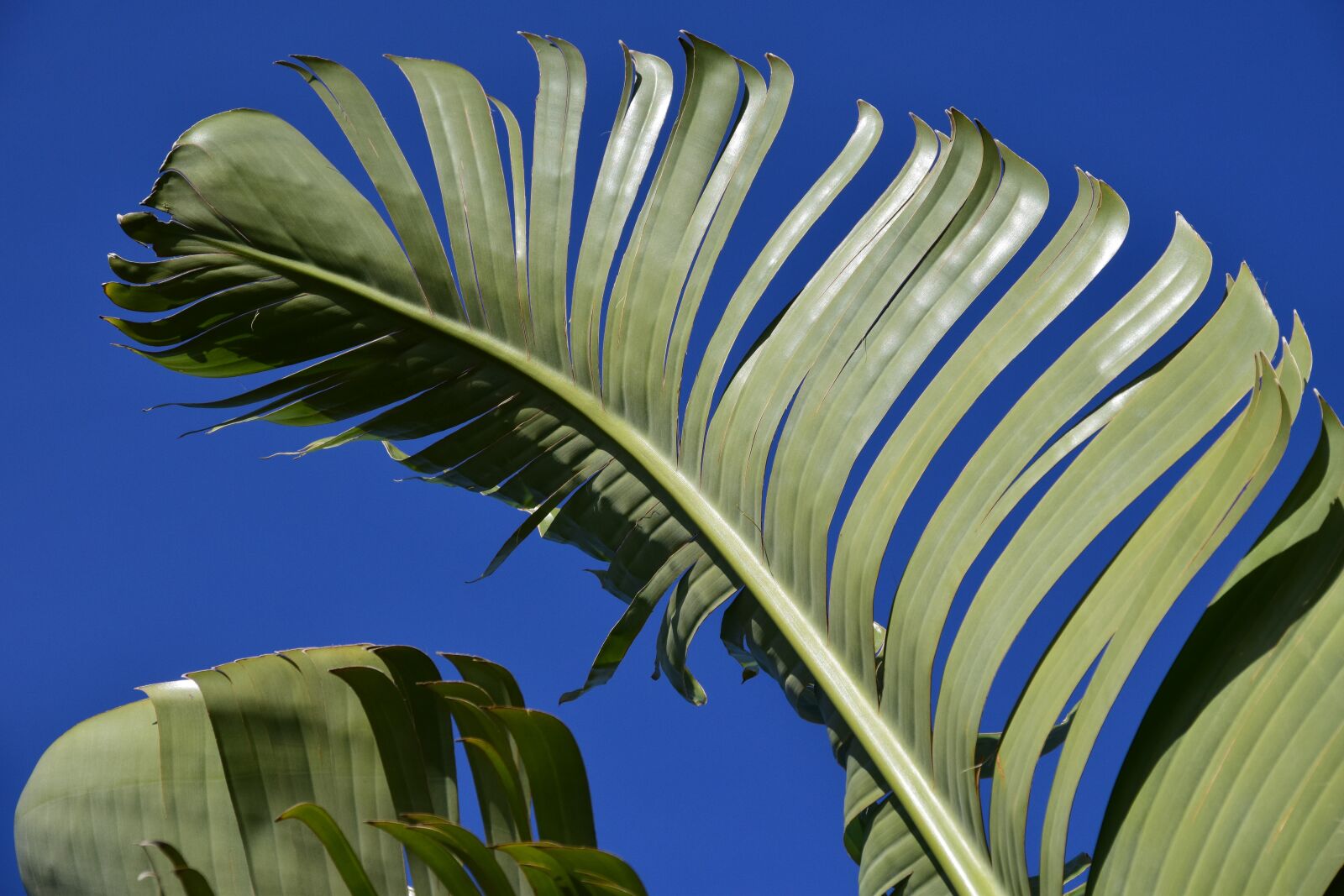 Nikon D3300 sample photo. Banana leaves, leaves, banana photography