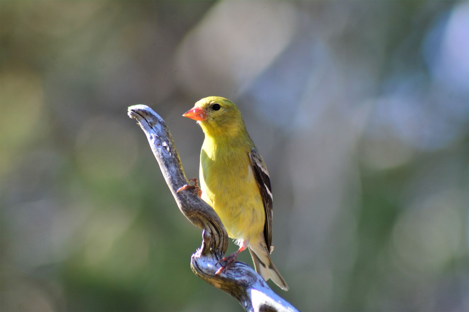 Nikon D7100 sample photo. Female, goldfinch, finch photography