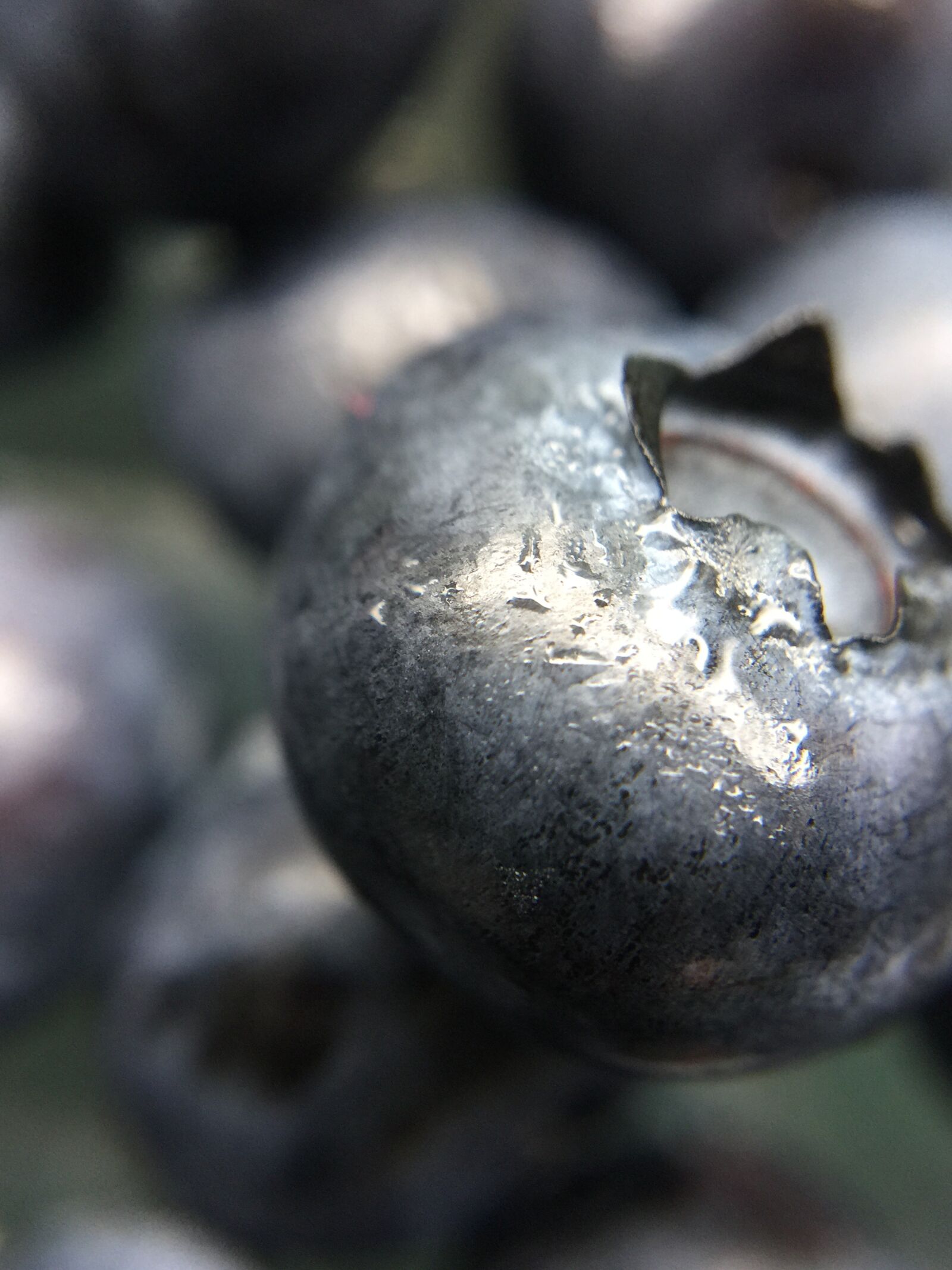 iPhone 6 Plus back camera 4.15mm f/2.2 sample photo. Blue, berry, blueberries photography