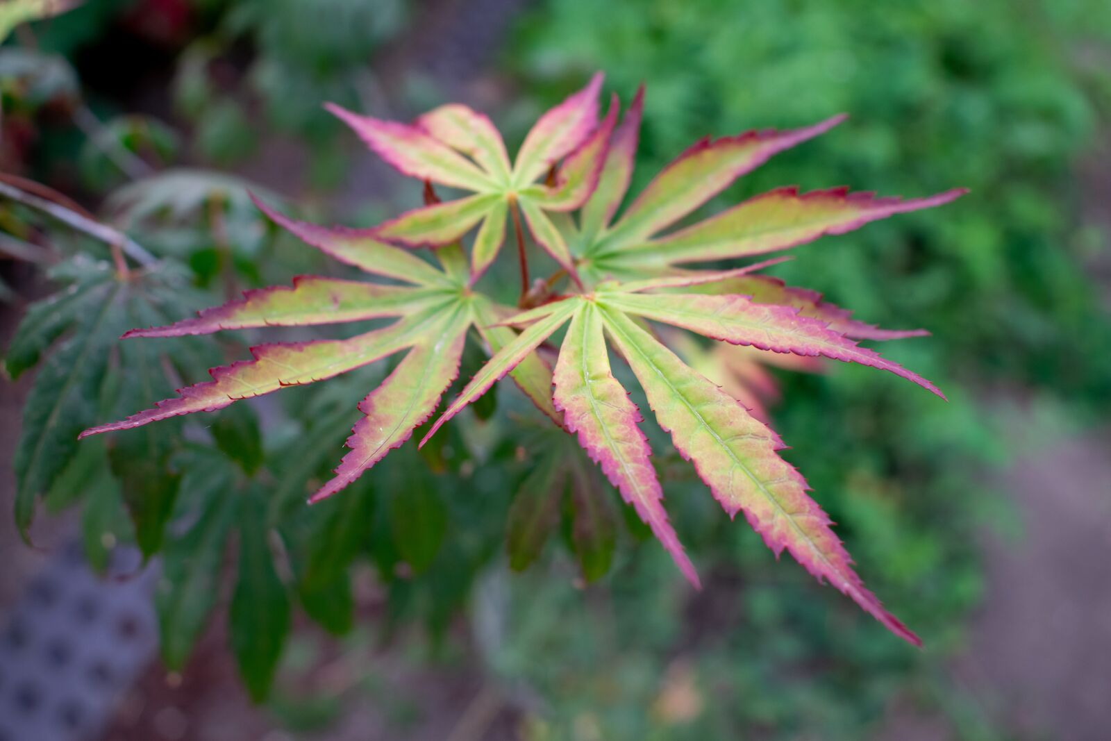 Nikon D5300 sample photo. Leaves, autumn, colorful photography