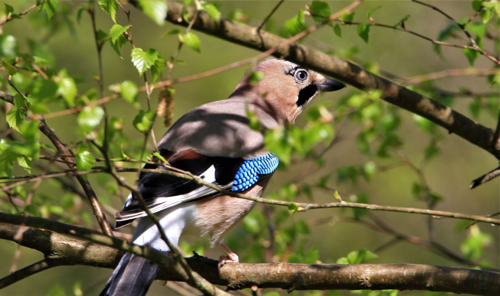 Canon EOS 7D sample photo. Jay, bird, songbird photography
