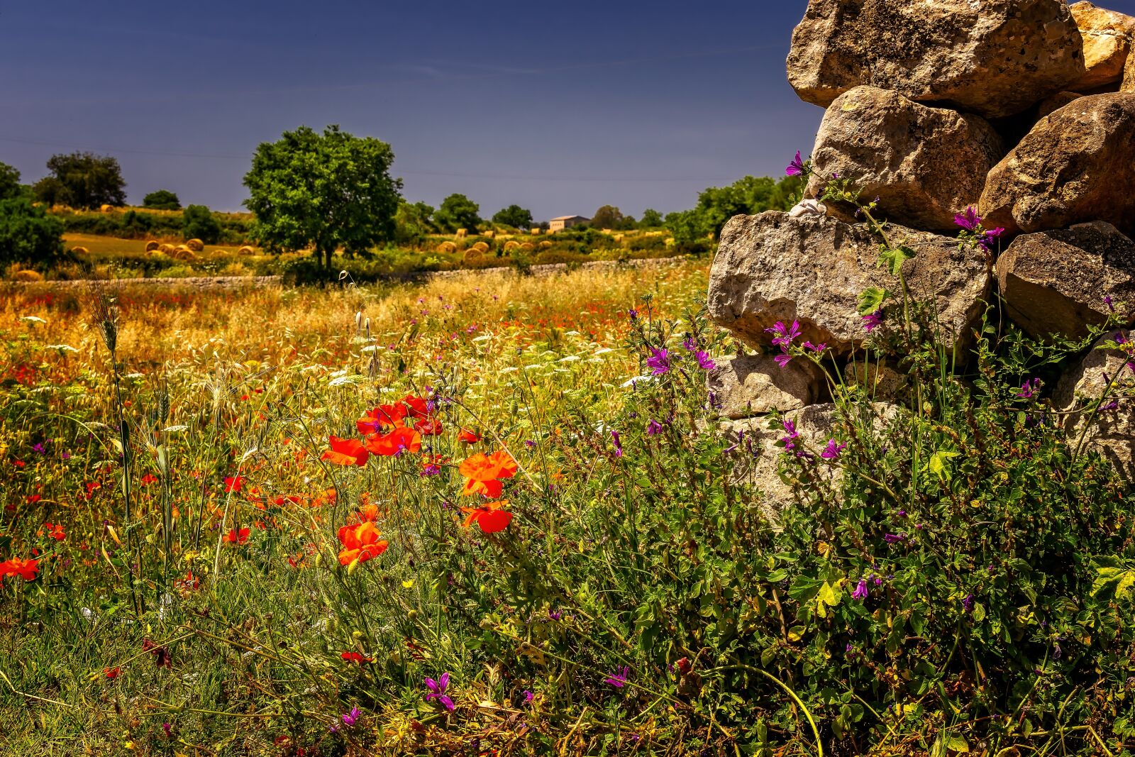 Nikon D3300 sample photo. Landscape, summer, meadow photography