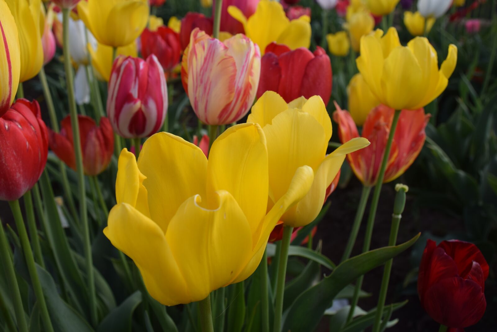 Nikon D5300 sample photo. Flowers, spring, tulips photography