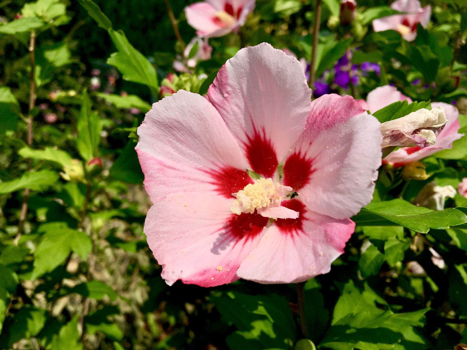 Apple iPhone 6s sample photo. Flower, garden, summer photography