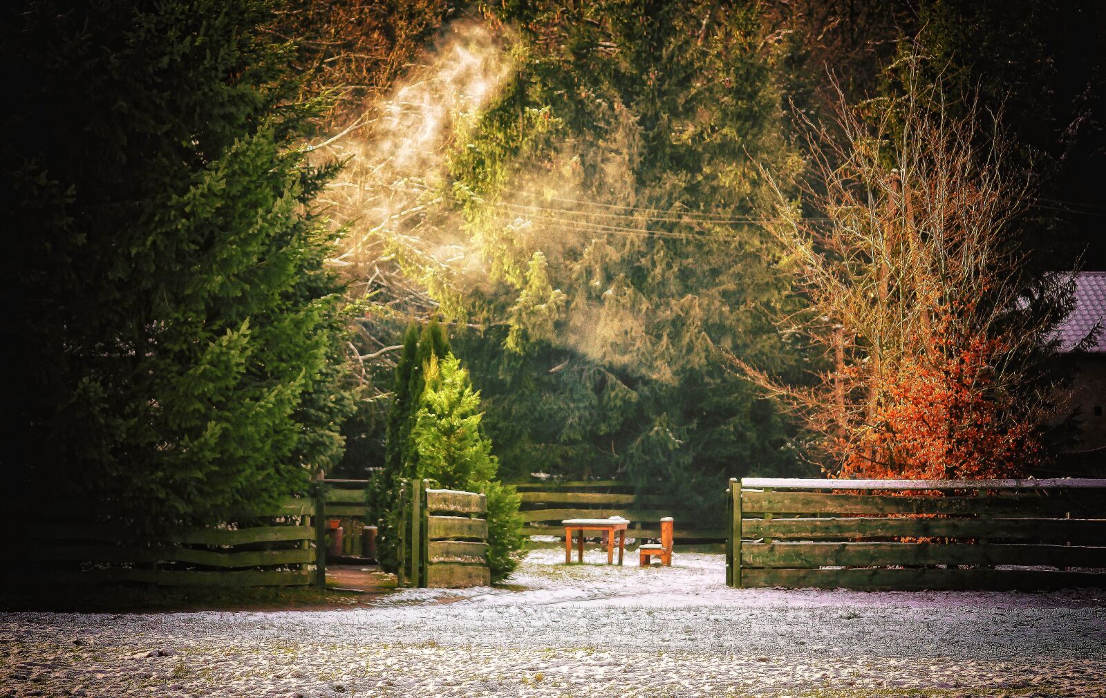 Canon EOS 50D sample photo. Winter, forest, tree photography