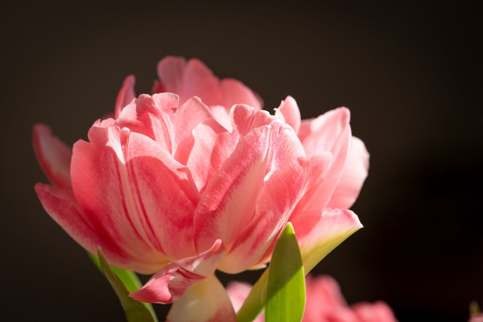 Nikon D750 sample photo. Blossom, bloom, pink photography