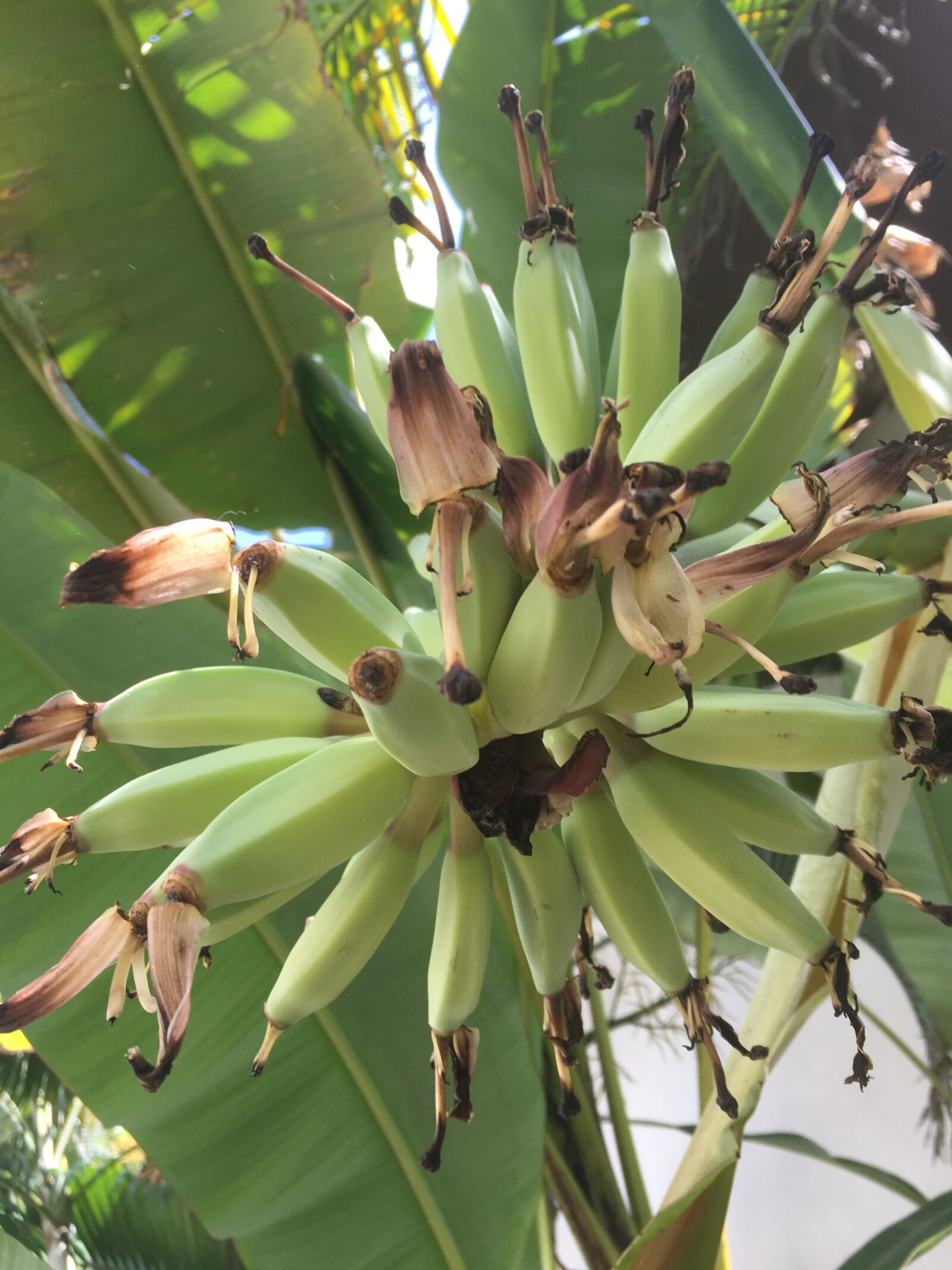 Apple iPhone 6s sample photo. Small, good, bananas photography