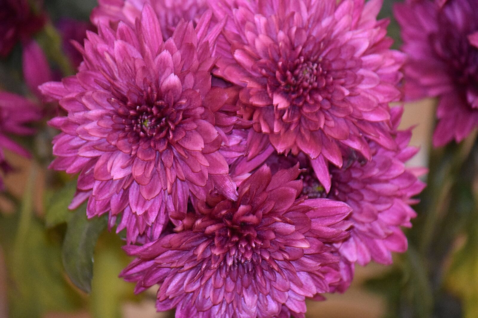 Nikon D3400 sample photo. Pink, flower, pinkflower photography