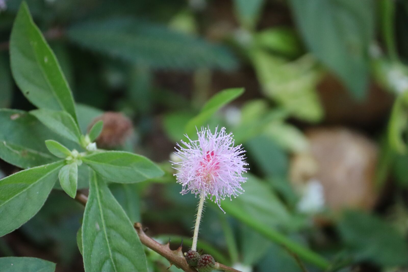 Canon EOS 250D (EOS Rebel SL3 / EOS Kiss X10 / EOS 200D II) sample photo. Crop, indian, food photography