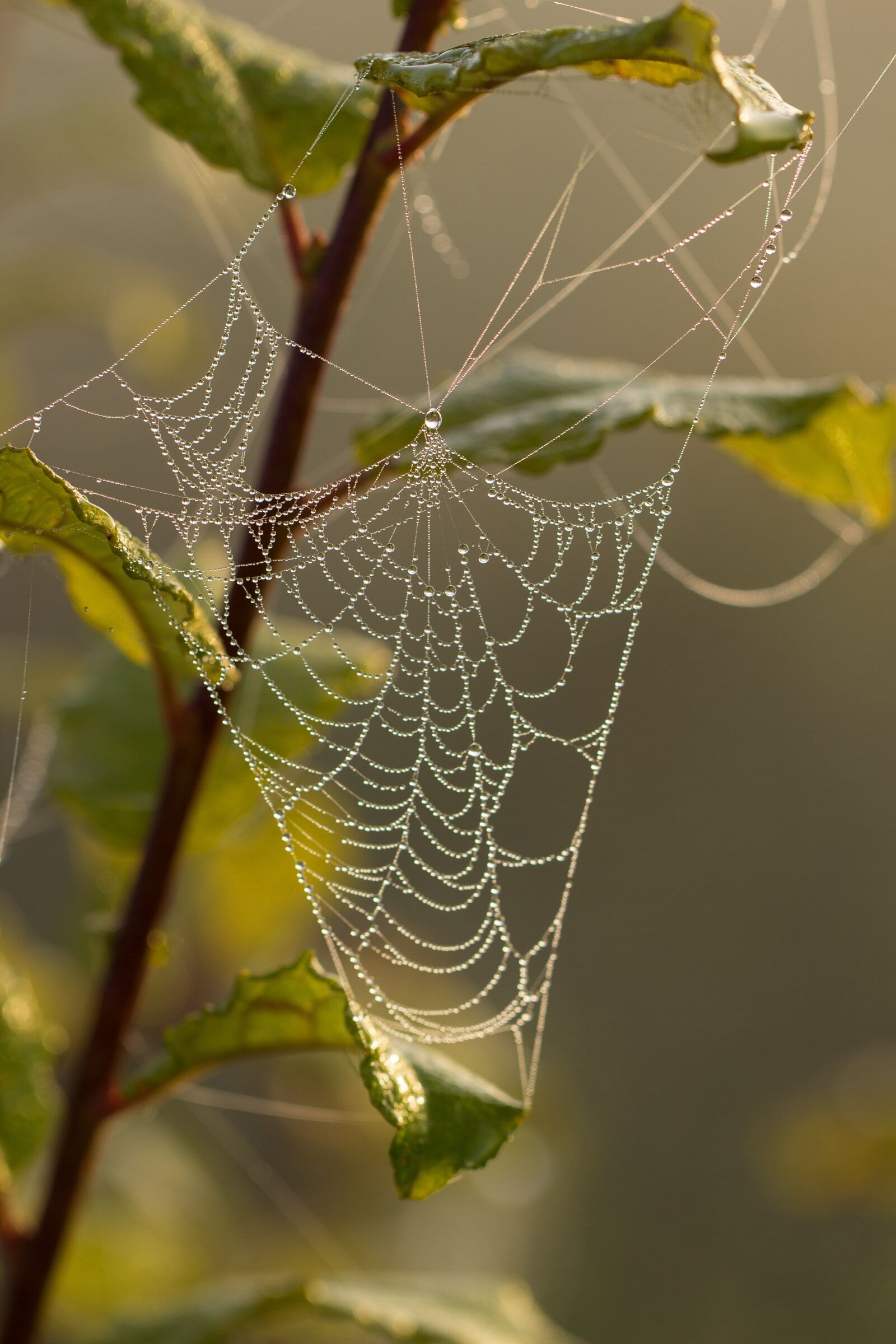 Canon EF 100mm F2.8L Macro IS USM sample photo. Cobweb, spider, dew photography