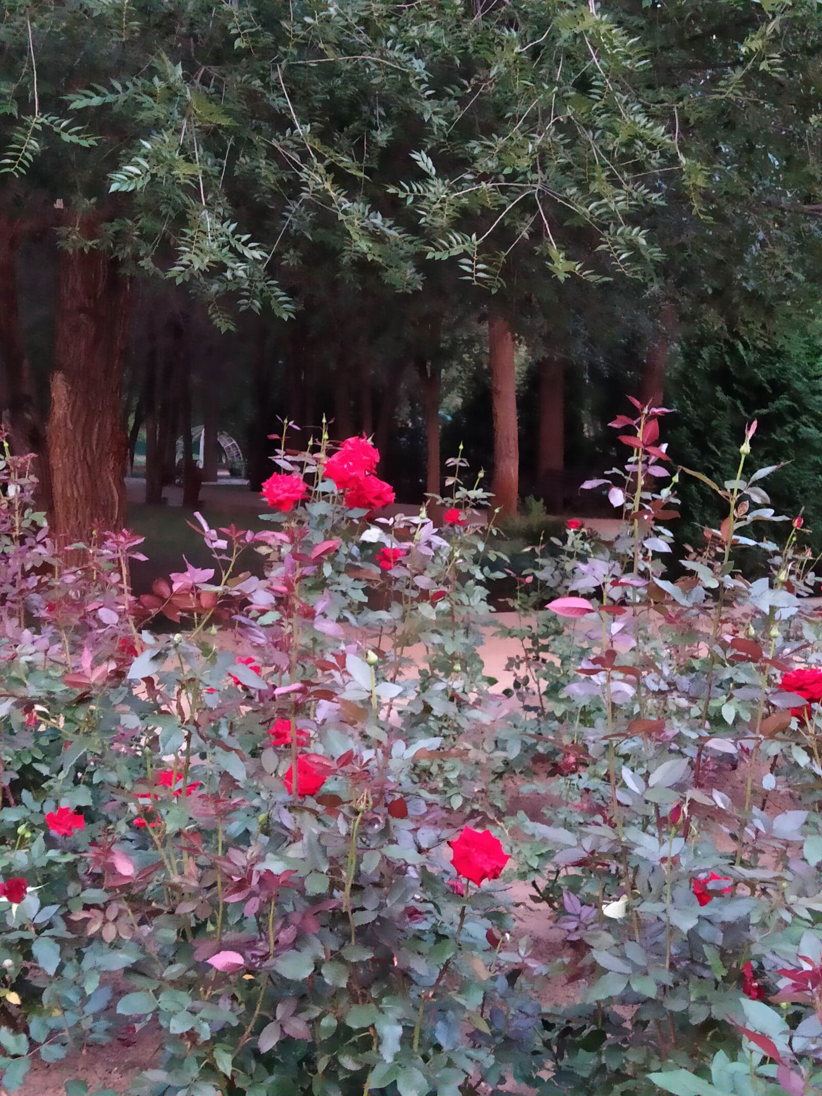 Xiaomi Redmi Note 7 sample photo. Flower bed, roses, garden photography