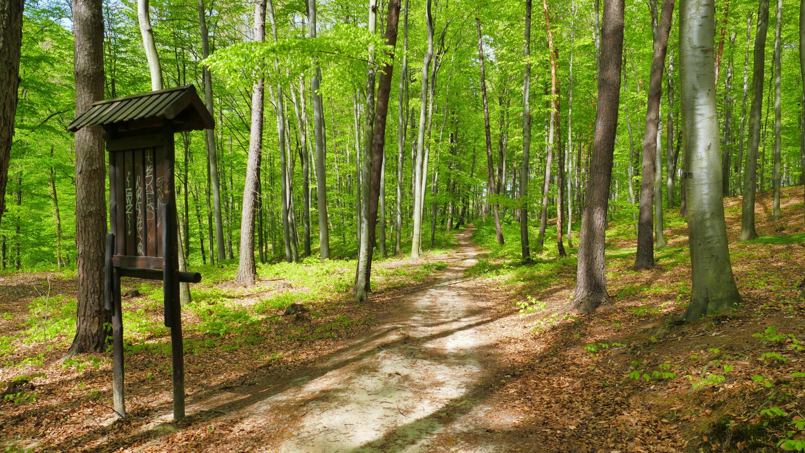Panasonic Lumix DMC-FZ1000 sample photo. Forest, spring, beech forest photography