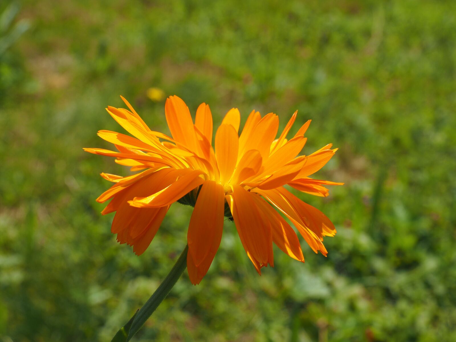 Olympus OM-D E-M1 + Olympus M.Zuiko Digital ED 12-40mm F2.8 Pro sample photo. Marigold, flower, blossom photography