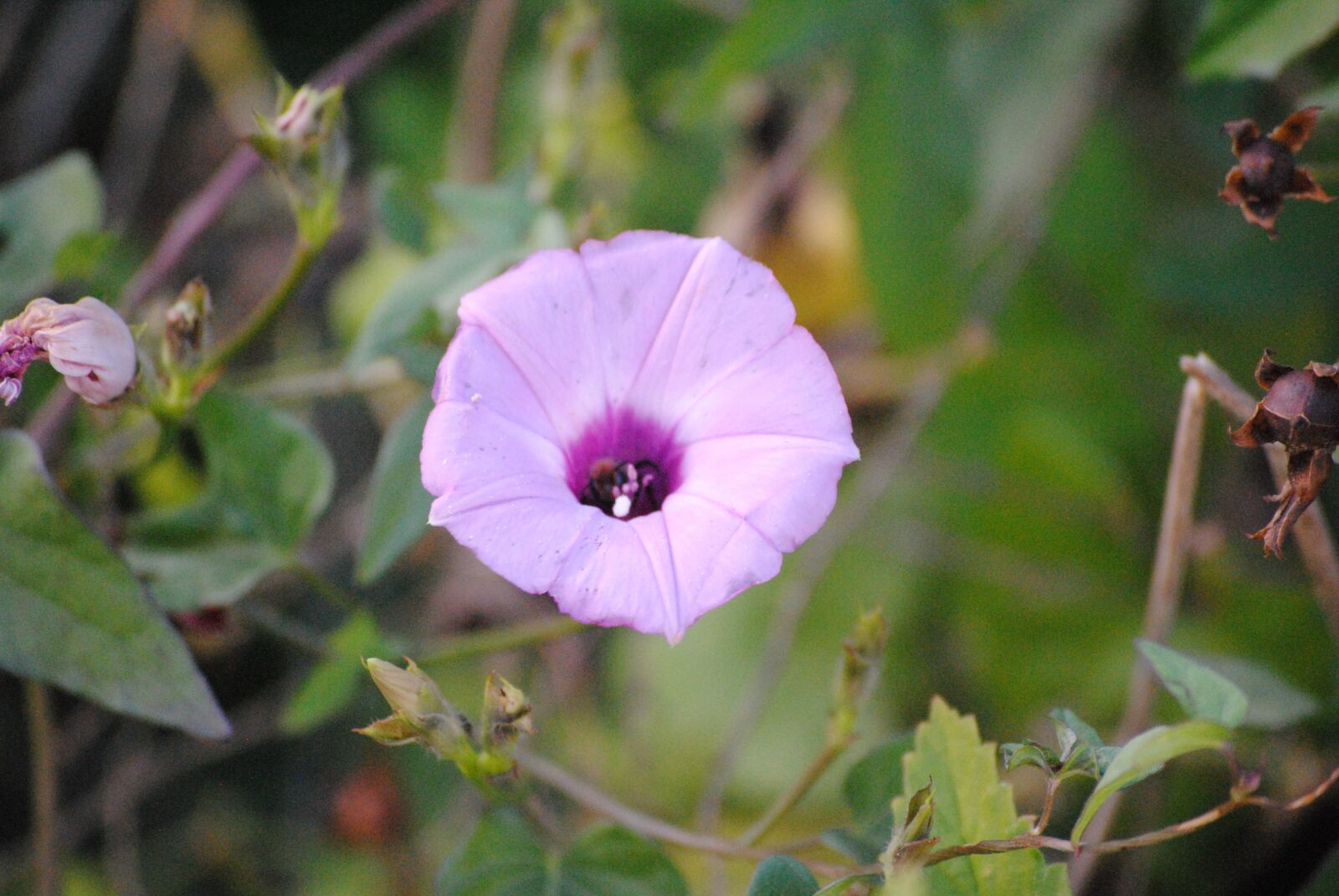 Nikon D3000 sample photo. Purple, nature, floral photography