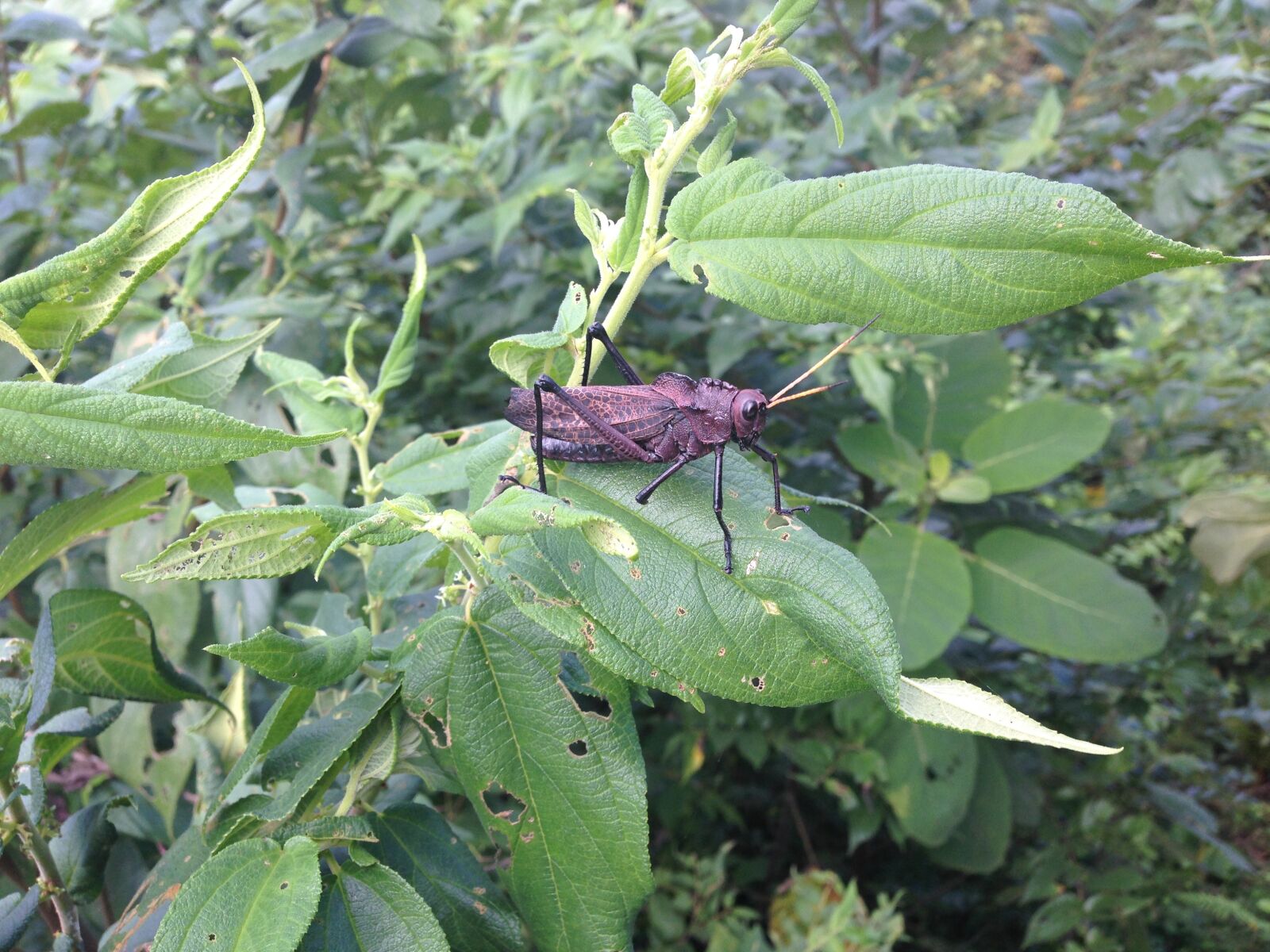 Apple iPhone 5 sample photo. Grasshoppers, brown, insects photography
