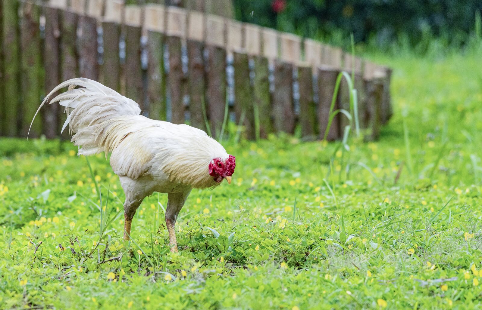 Nikon D810 sample photo. Chicken, rico, delicious photography