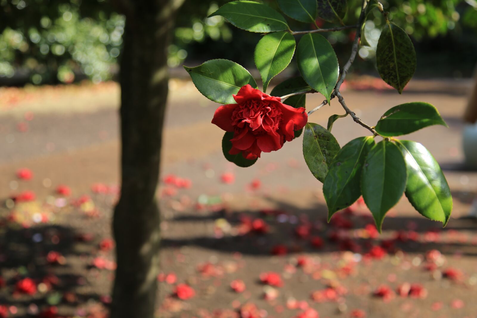 Canon EOS 6D + Canon EF 24-105mm F4L IS USM sample photo. Camellia, camellia flower, flowers photography