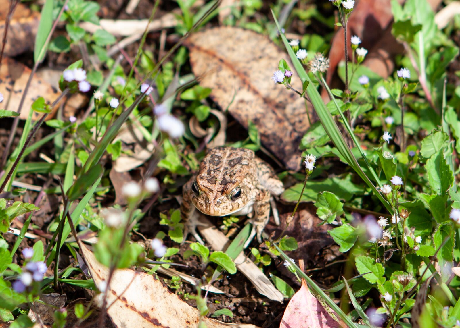 Canon EOS 5D Mark II + Canon EF 24-70mm F2.8L USM sample photo. Mauritius frog, frog, toad photography