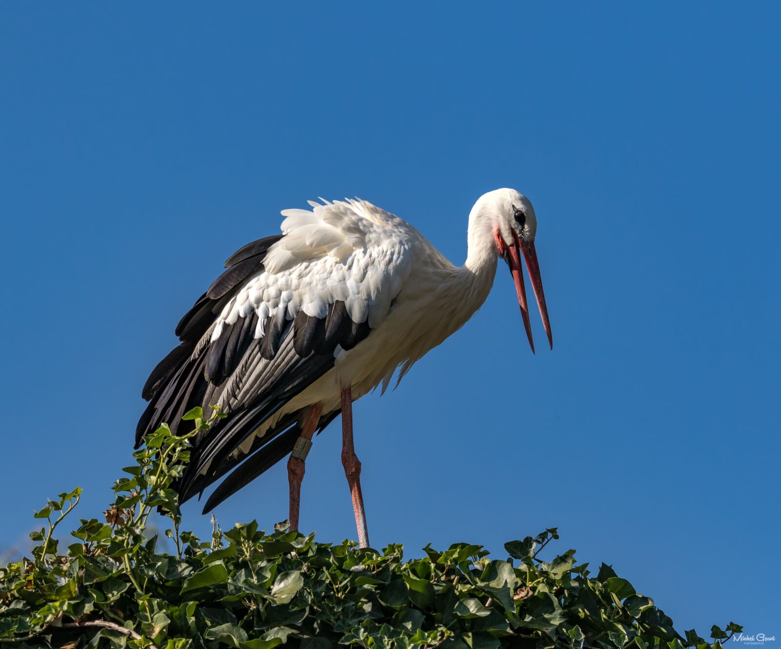 Canon EF 70-200mm F4L IS USM sample photo. Nature, stork, birds photography