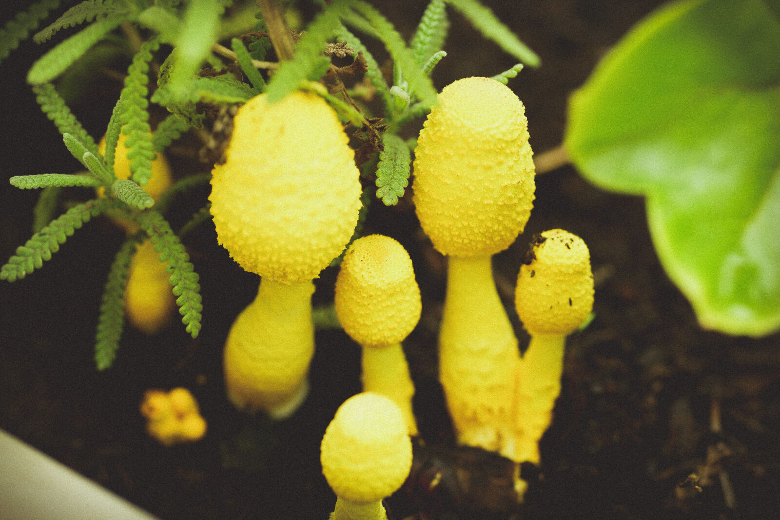 Sony SLT-A77 sample photo. Dirt, forest, mushroom, garden photography