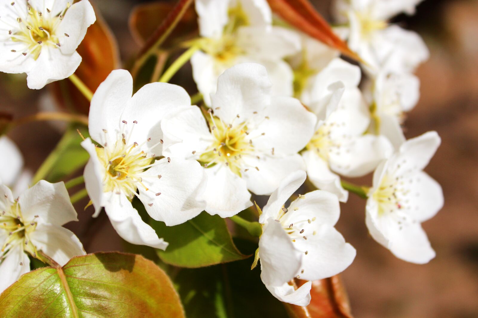 Canon EOS 600D (Rebel EOS T3i / EOS Kiss X5) sample photo. Pear, white flower, spring photography