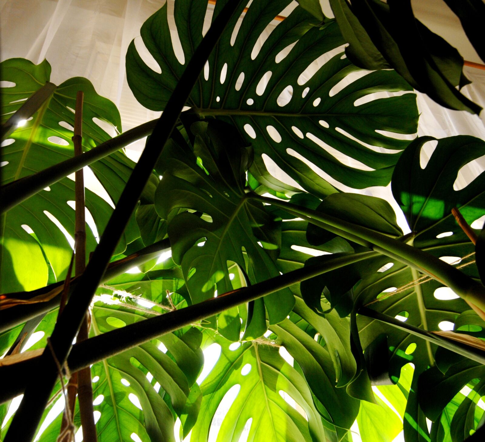 Nikon D200 sample photo. Plants, monstera, foliage photography