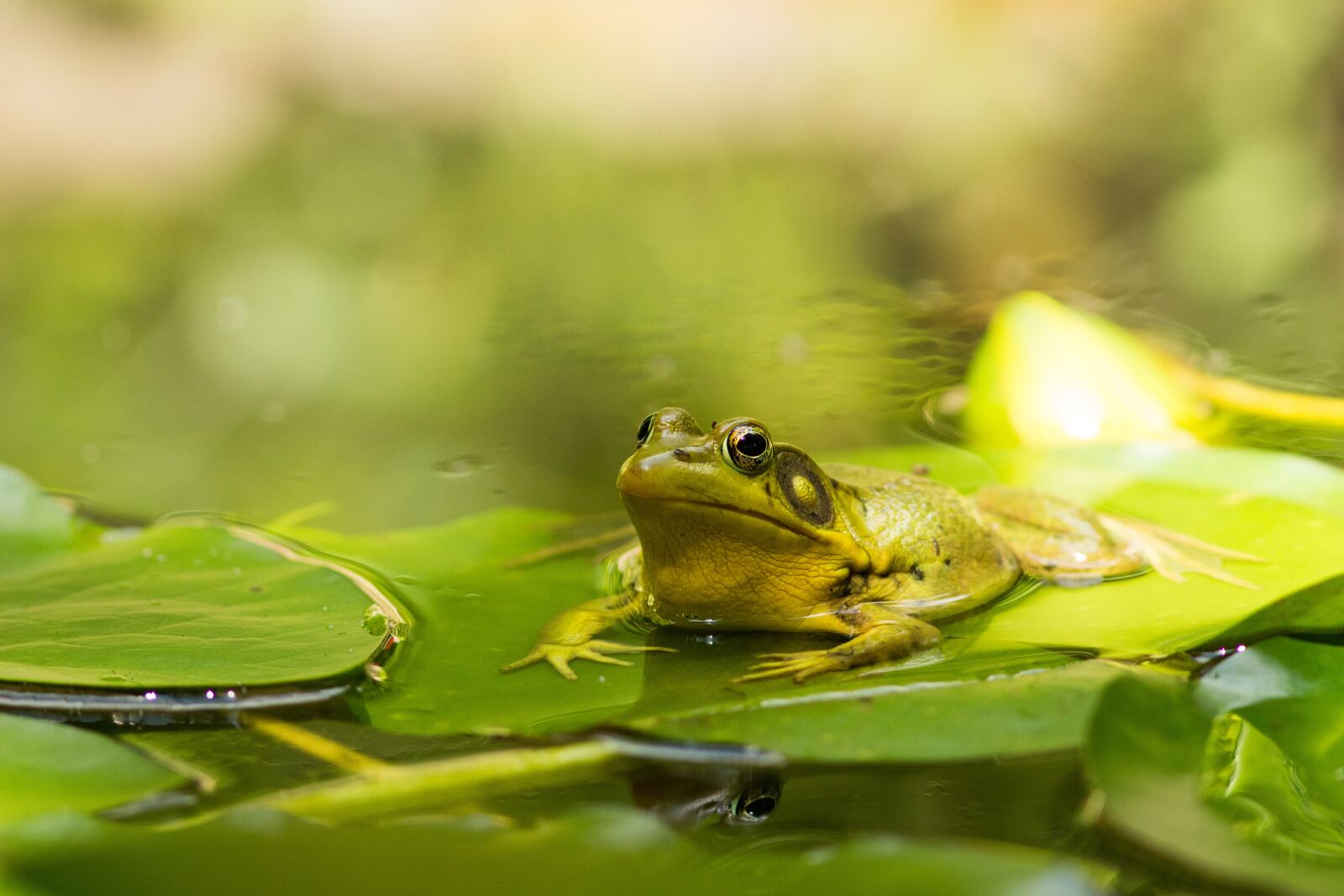 Canon EF 300mm F4L IS USM sample photo. Frog, pond, lake photography