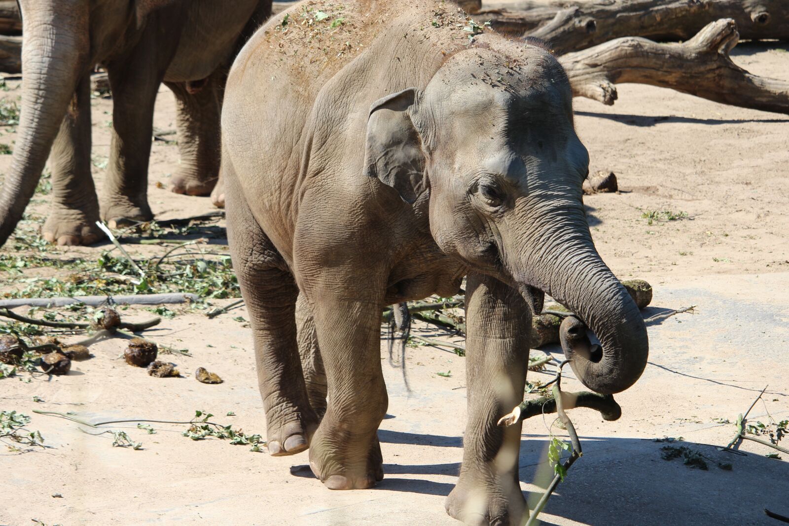 Canon EF-S 55-250mm F4-5.6 IS STM sample photo. Elephant, mammal, animal world photography