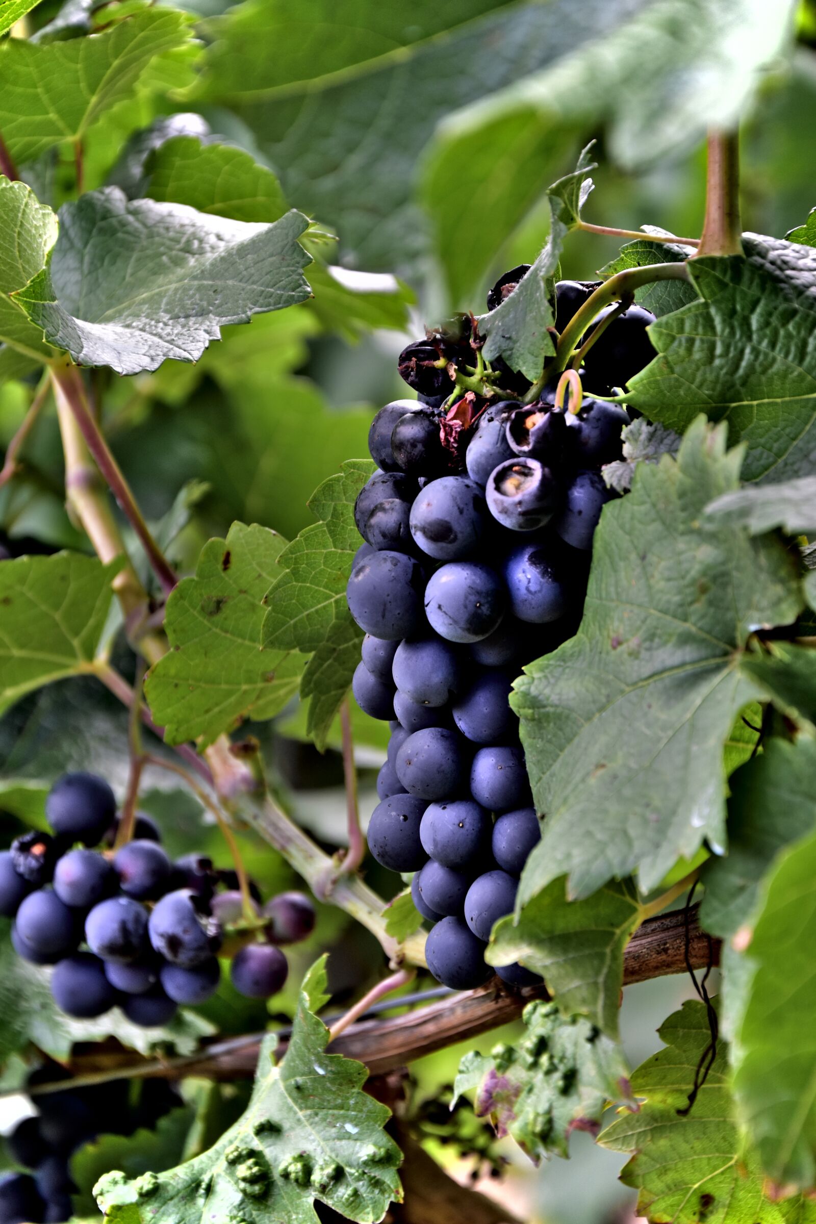 Nikon D5500 sample photo. Wine, grapes, green photography