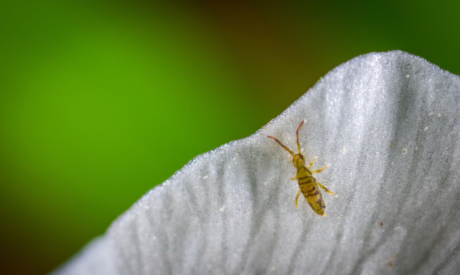 #124 65/2.8 sample photo. Insect, macro, petal photography