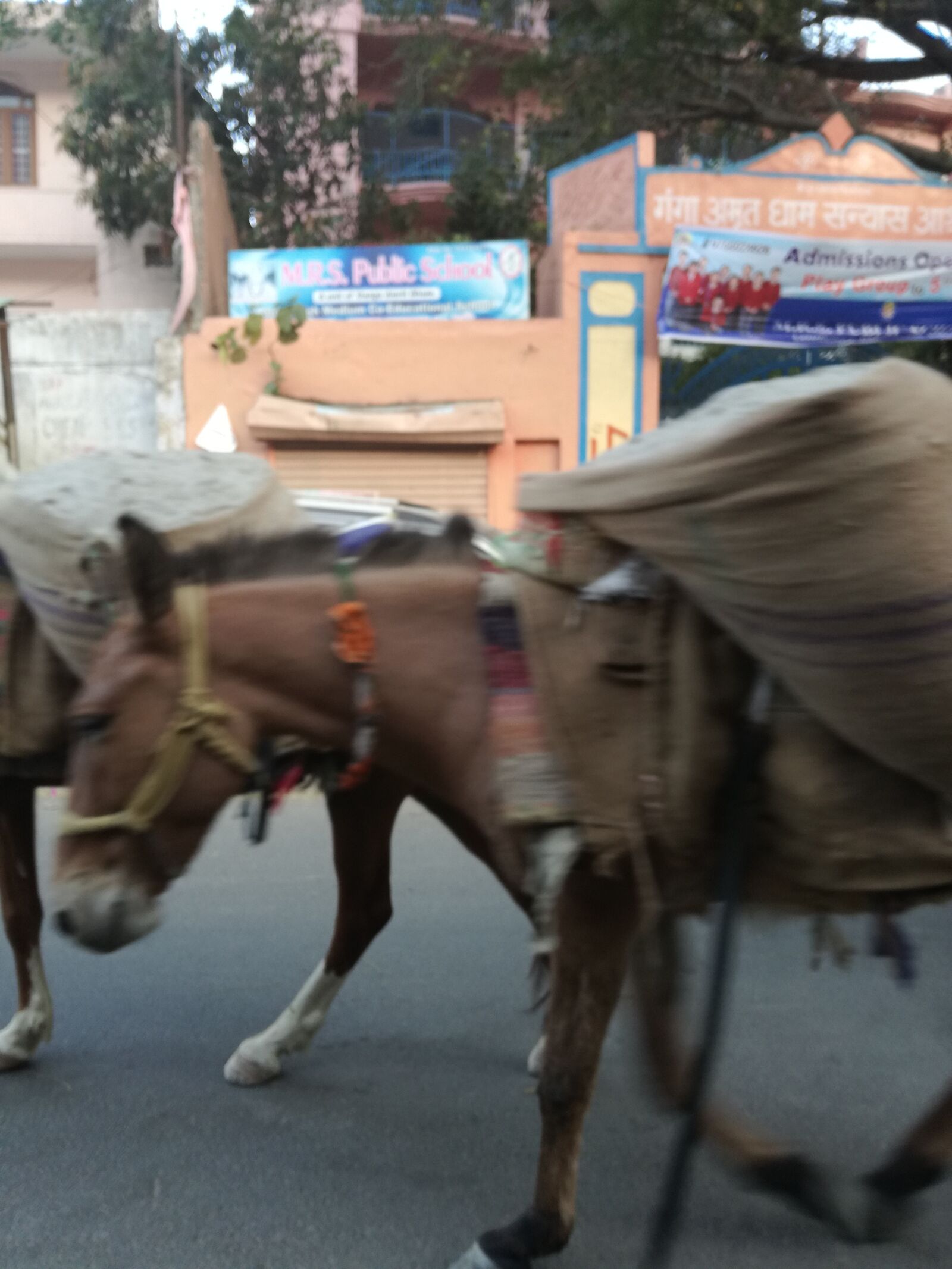 HUAWEI P9 LITE sample photo. Horse, india, luggage photography
