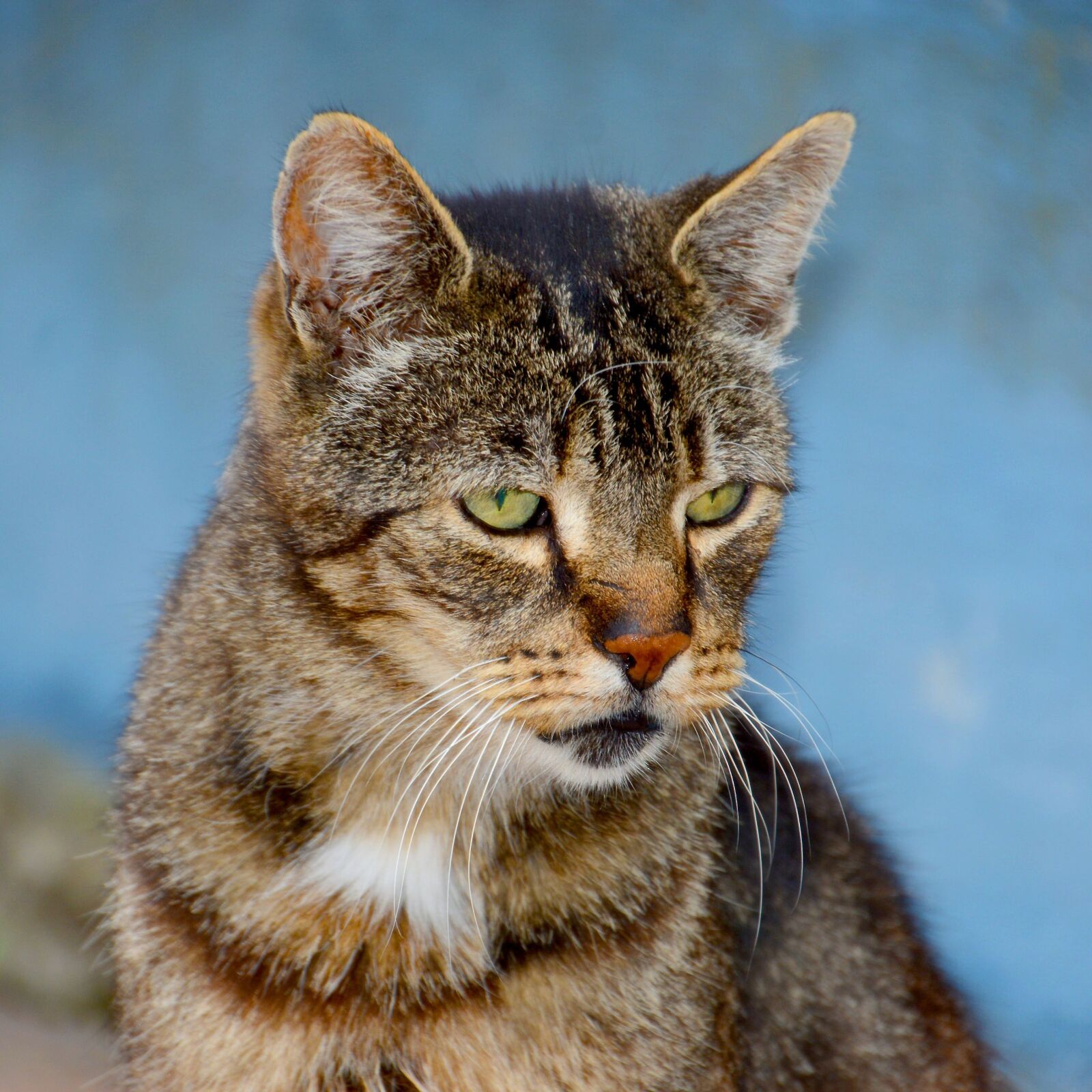 Nikon D7100 sample photo. Cat, animal, mammal photography