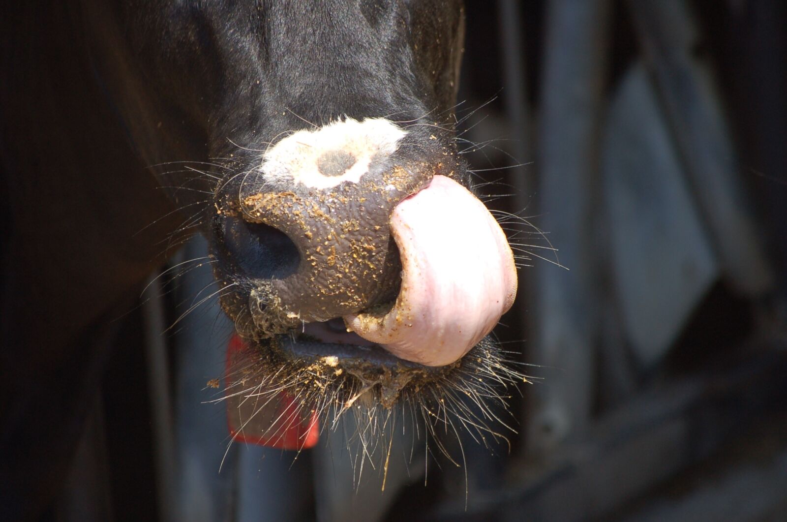 Nikon D50 sample photo. Cow, tongue, eating photography