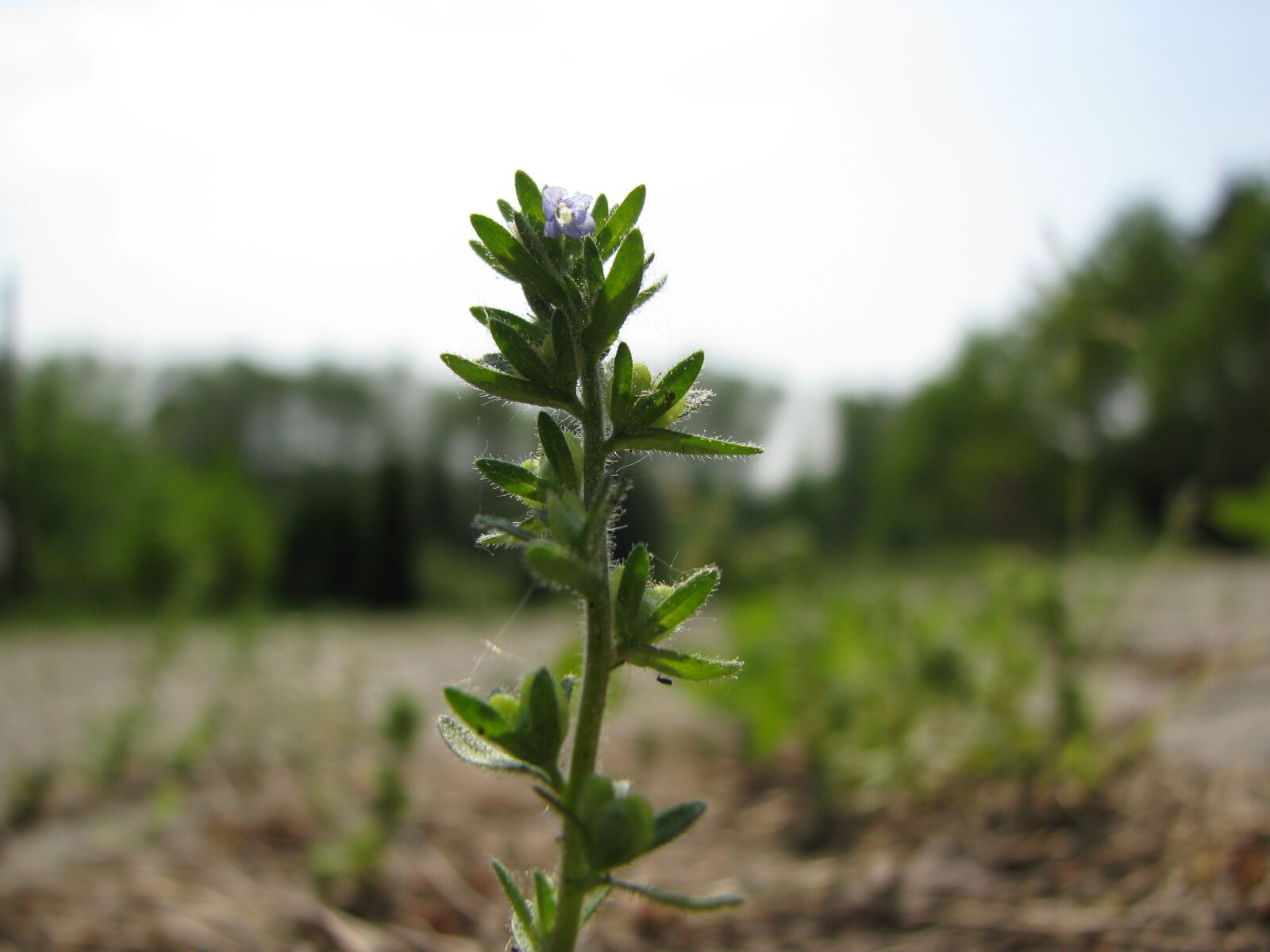 Canon POWERSHOT S5 IS sample photo. Plant, nature, leaf photography