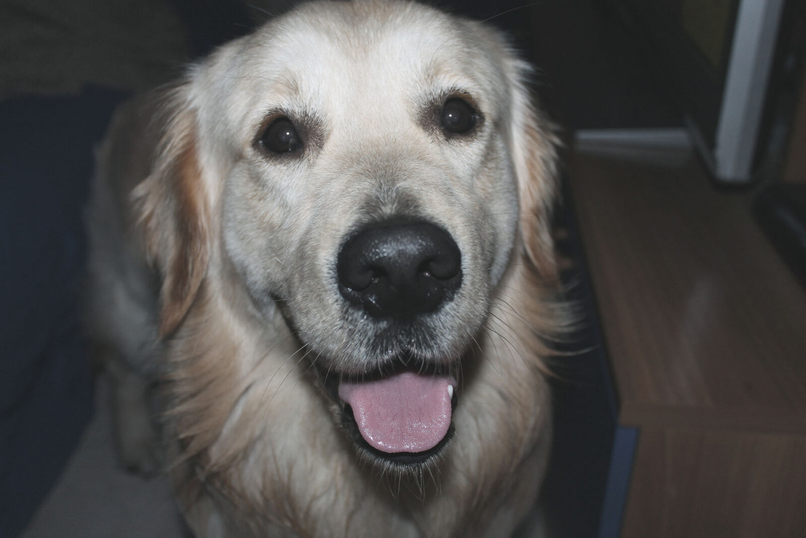Canon EOS 1100D (EOS Rebel T3 / EOS Kiss X50) sample photo. Beautiful, cane, dog, dogs photography