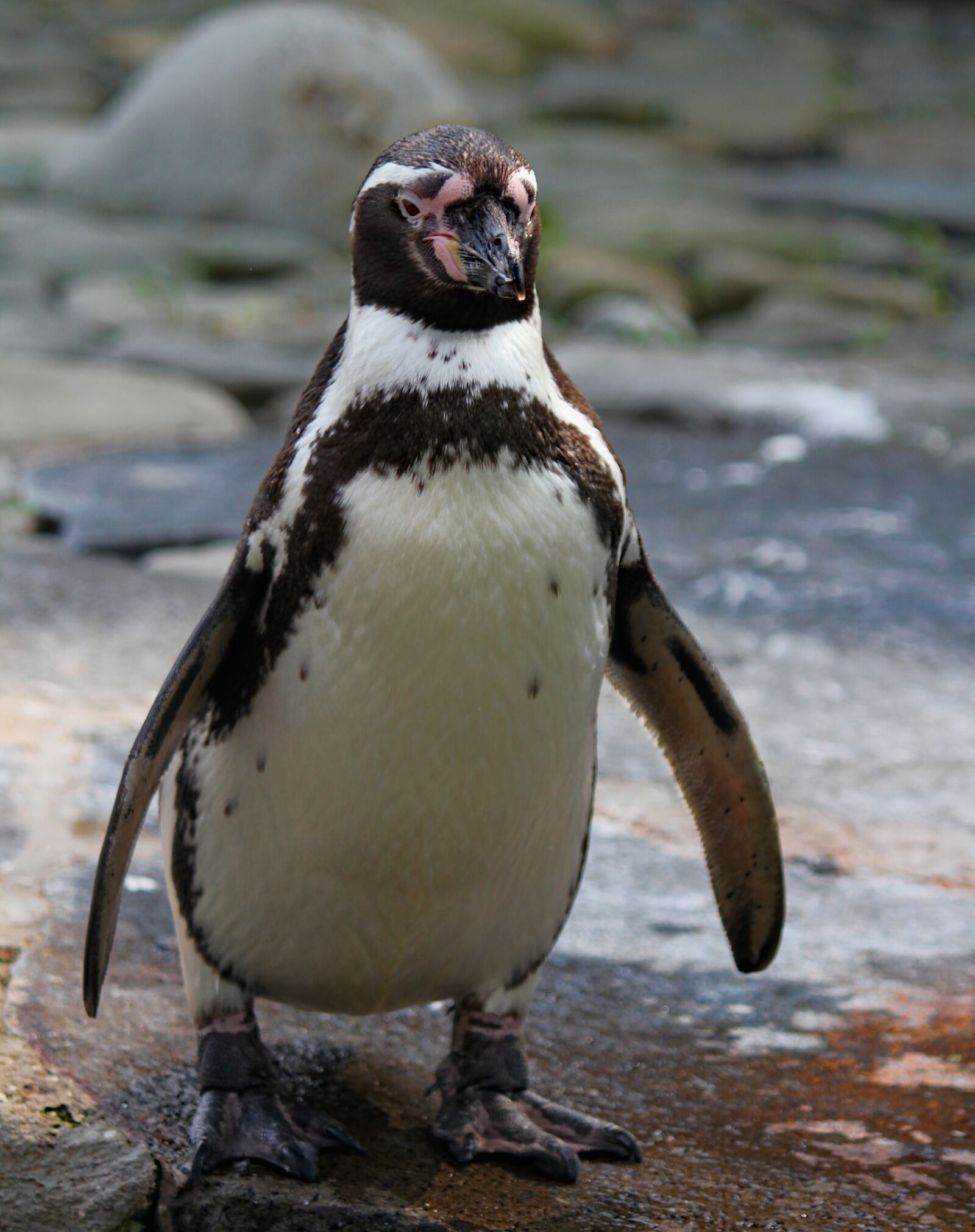 Canon EOS 550D (EOS Rebel T2i / EOS Kiss X4) sample photo. Penguin, bird, flightless photography